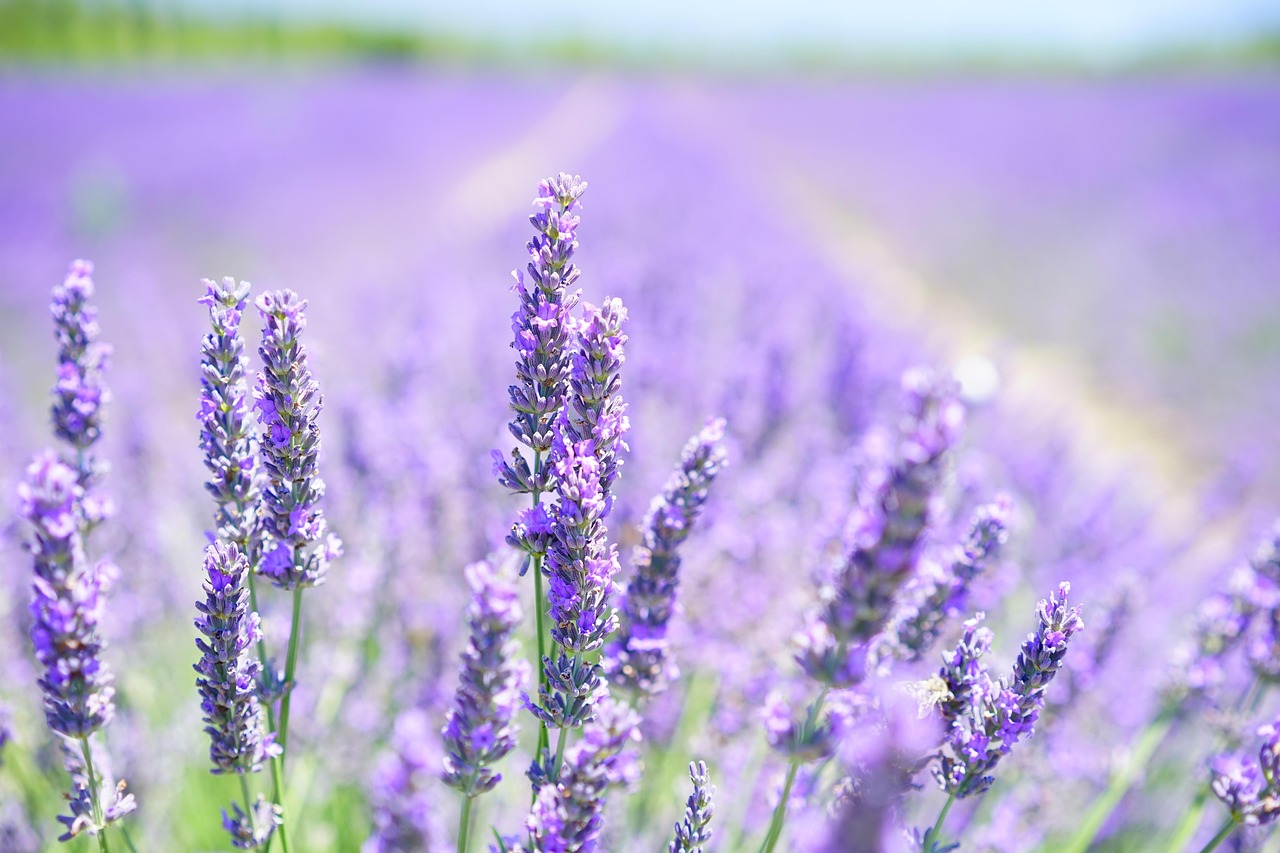 Geurige lavendel in bloeiende tuin. Geurige lavendel in bloeiende tuin.
